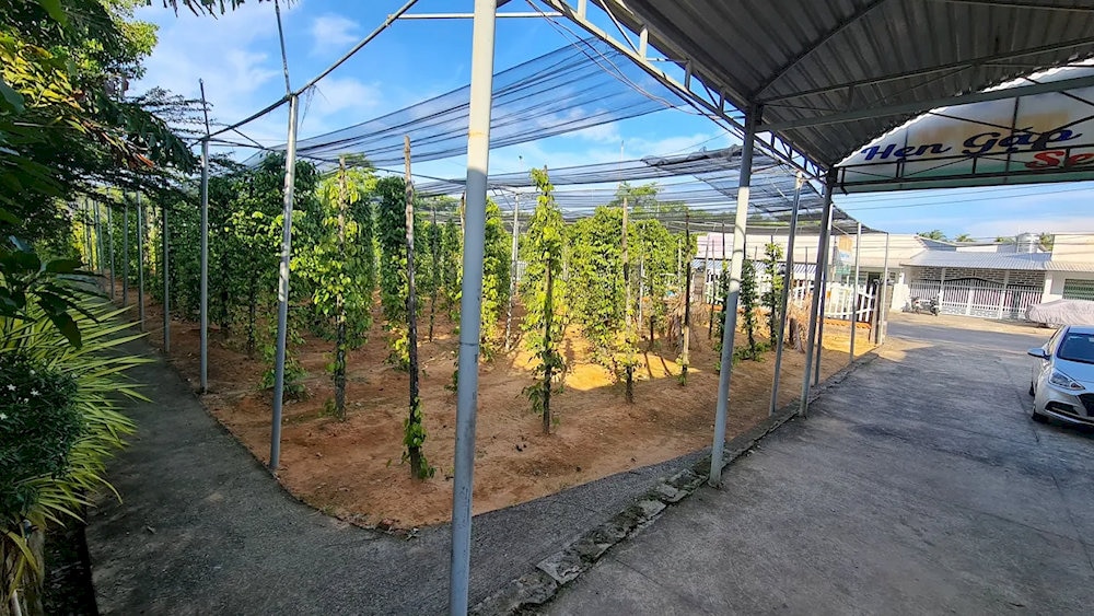 Although the area is quite small, Huynh Thy pepper farm is still one of the ideal places to visit in Phu Quoc